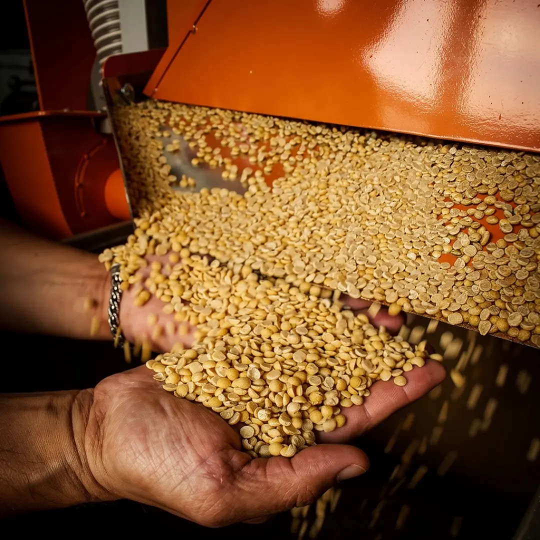 Soja Descascada